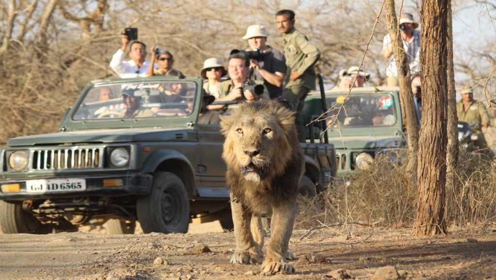 Gir National Park Trip Package & Cars on Rent for Outstation from Ahmedabad by Tirth Travels